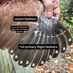 Любовь без границ – обрезанные крылья.